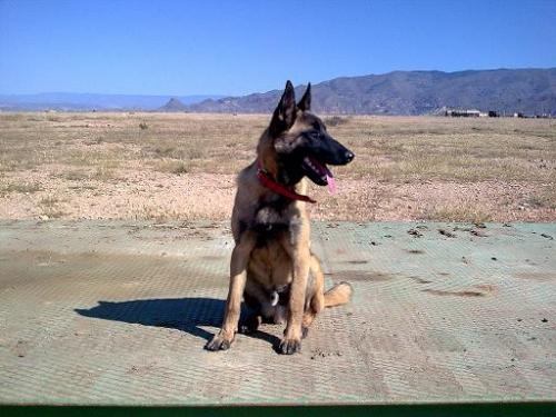 chat almeria gratis chihuahua chat almeria gratis chihuahua