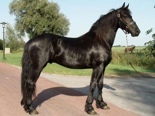VENTA CABALLOS MADRID venta caballos madrid: