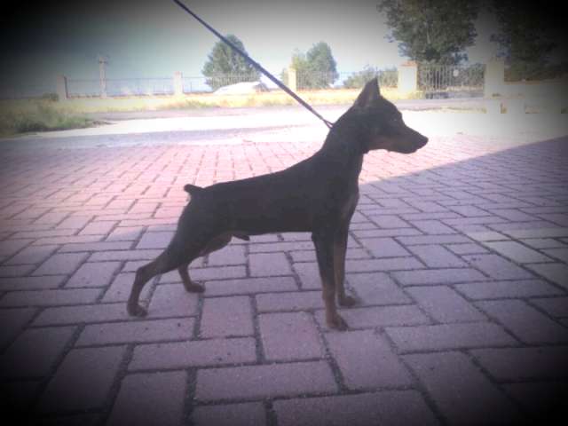 Pinscher minis negros y fuego