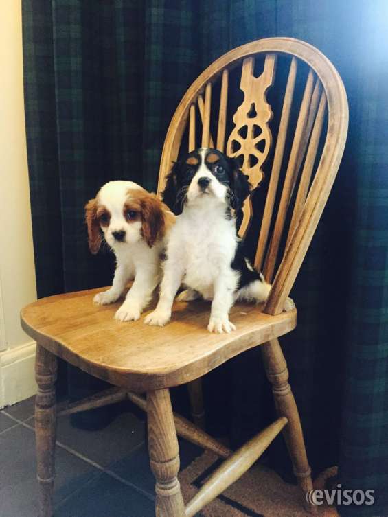 Cachorros cavalier king charles spaniel listo.