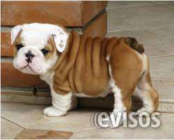 Adorables cachorros bulldog ingles para aprobación.tenemos dos (hombres y mujeres) del p