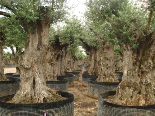 Olivos cultius calafell