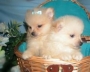 dos cachorros Pomeranian encantadores para adopción