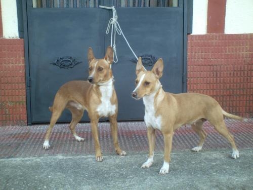 podenco andaluz talla pequena