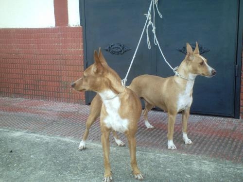 podencos talla pequena en venta