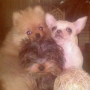 Se venden cachorros de lulú de pomerania, yorkshire terrier y chihuahuas miniatura excelente pedigrée