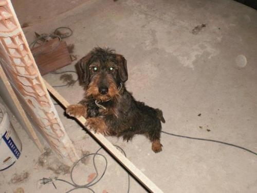 defecto Facilitar Joven Vendo cachorros de teckel de pelo duro en Toledo - Animales / Mascotas |  208248