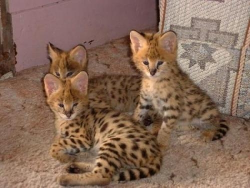 Venta De Gatos Persas Himalayos Bengal Y Chinchillas En Madrid Animales Mascotas 258430