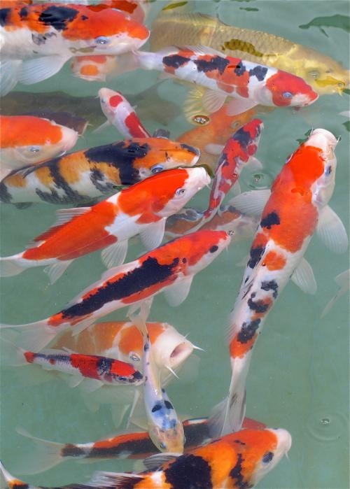Hostil pestaña flotante Venta de peces carpas koi de cada tamaño y de calidad classe a. en Islas  Baleares - Animales / Mascotas | 275399