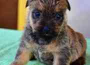 adorable cachorro de Cairn Terrier listo