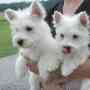 preciosos cachorros de West Highland Whi