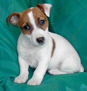 Cachorros russel para su adopcion Bilbao - Animales / Mascotas | 391798