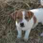Regalo,jack russell cachorros