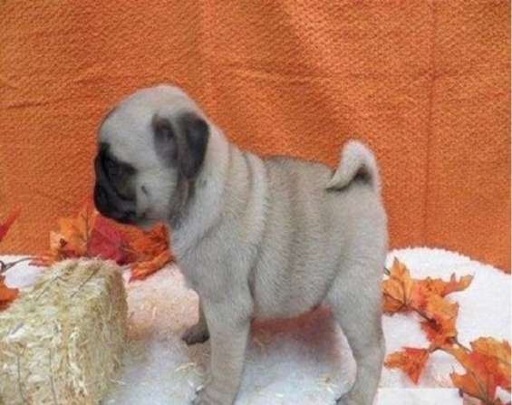 unidad Guiño Simpático Regalo lindo carlino pug cachorros para adopcion en Sant Esteve Sesrovires  - Animales / Mascotas | 629183